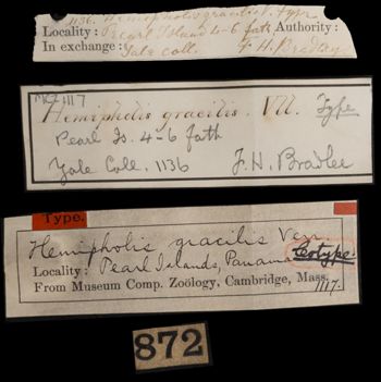 Media type: image;   Invertebrate Zoology OPH-1117 Aspect: labels